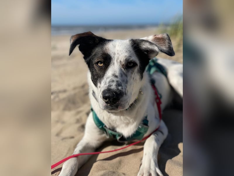 Lotti sucht ihr Zuhause