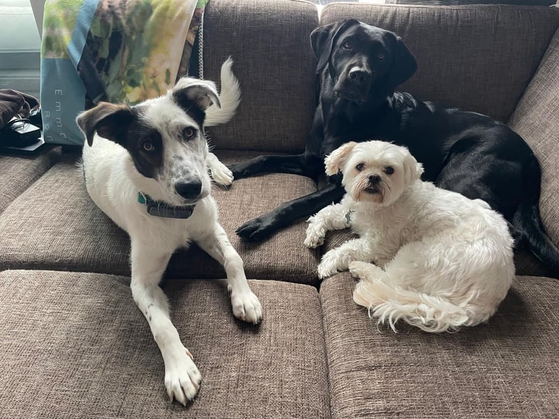 Lotti sucht ihr Zuhause