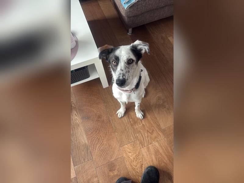 Lotti sucht ihr Zuhause