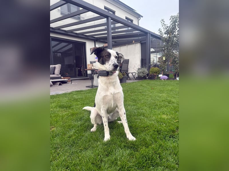 Lotti sucht ihr Zuhause