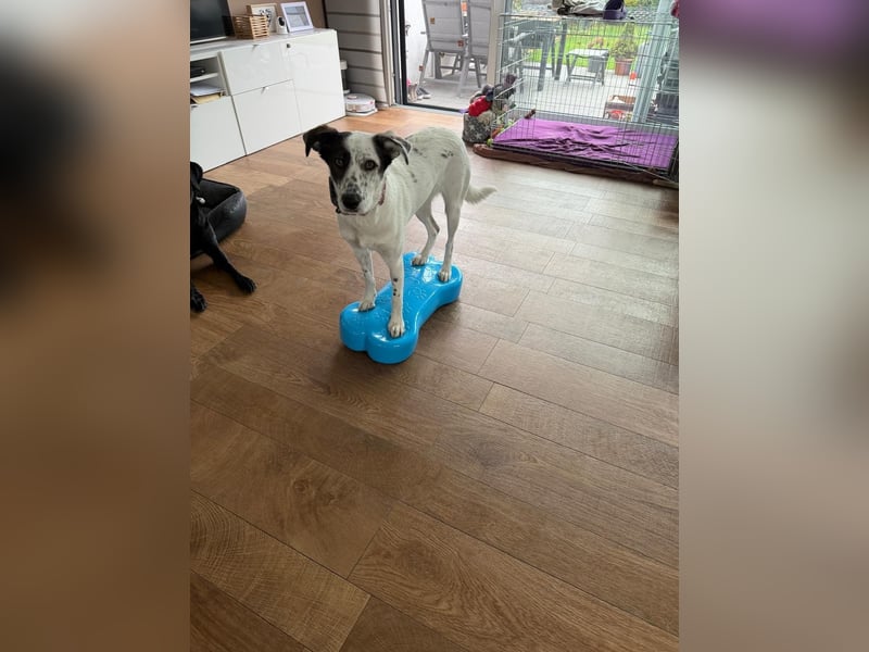 Lotti sucht ihr Zuhause