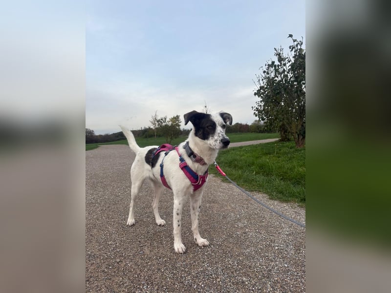 Lotti sucht ihr Zuhause