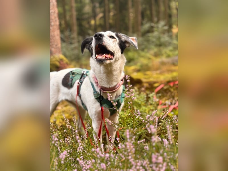 Lotti sucht ihr Zuhause