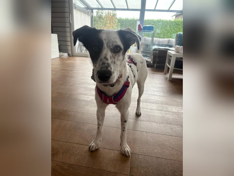 Lotti sucht ihr Zuhause