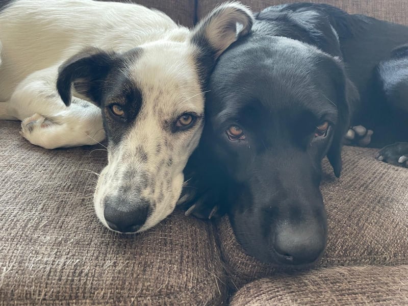 Lotti sucht ihr Zuhause