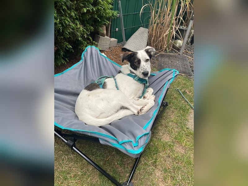 Lotti sucht ihr Zuhause