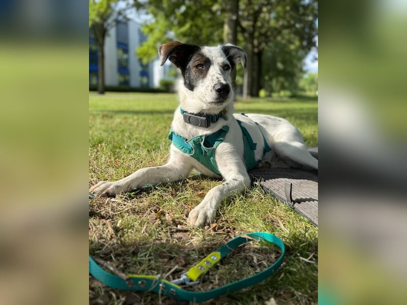 Lotti sucht ihr Zuhause