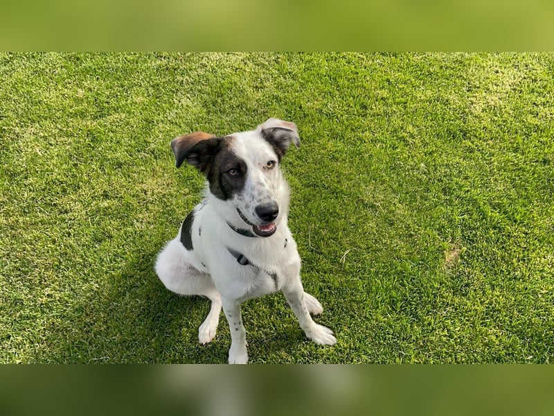 Lotti sucht ihr Zuhause