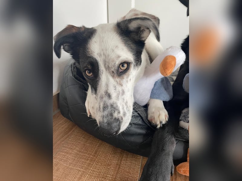 Lotti sucht ihr Zuhause