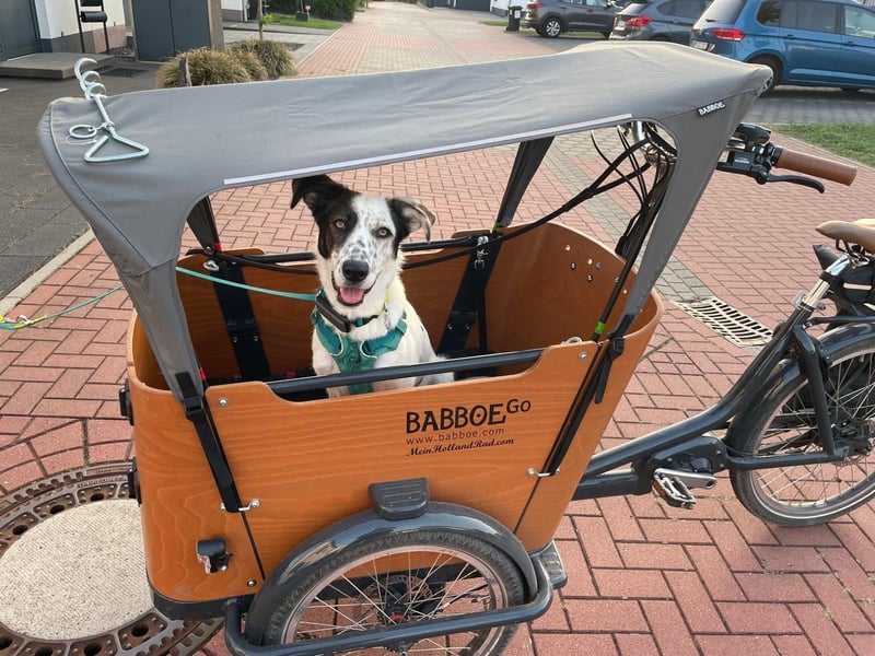 Lotti sucht ihr Zuhause