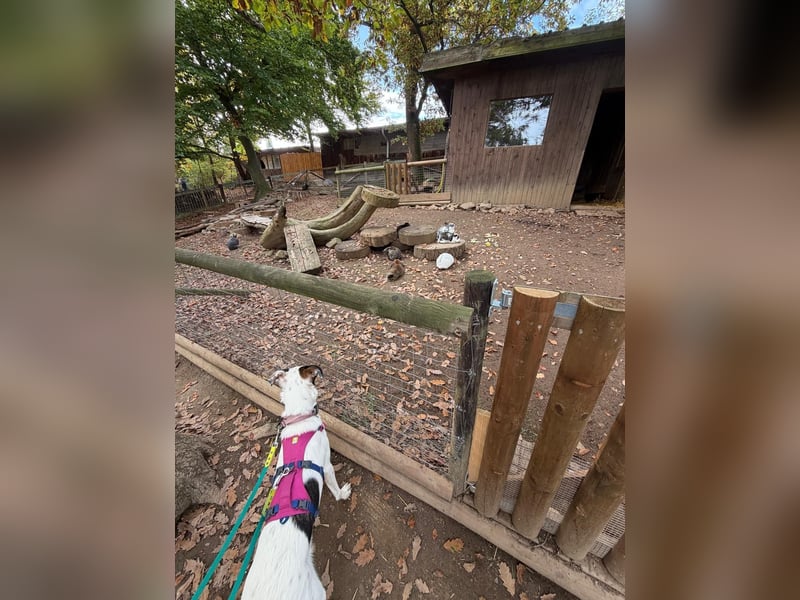 Lotti sucht ihr Zuhause