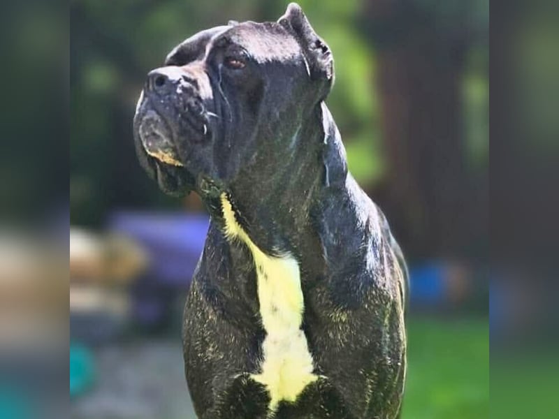 Johnny - schreckhaftes Kraftpaket