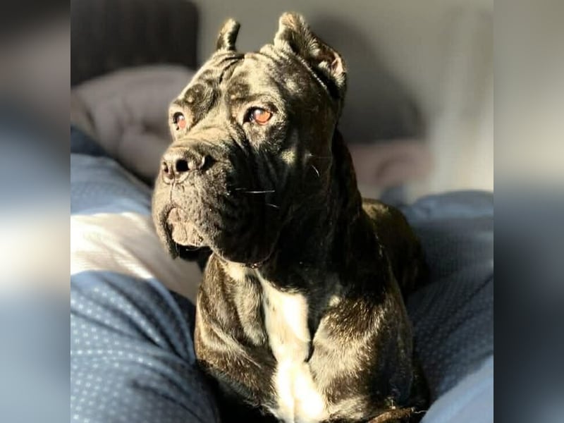 Johnny - schreckhaftes Kraftpaket