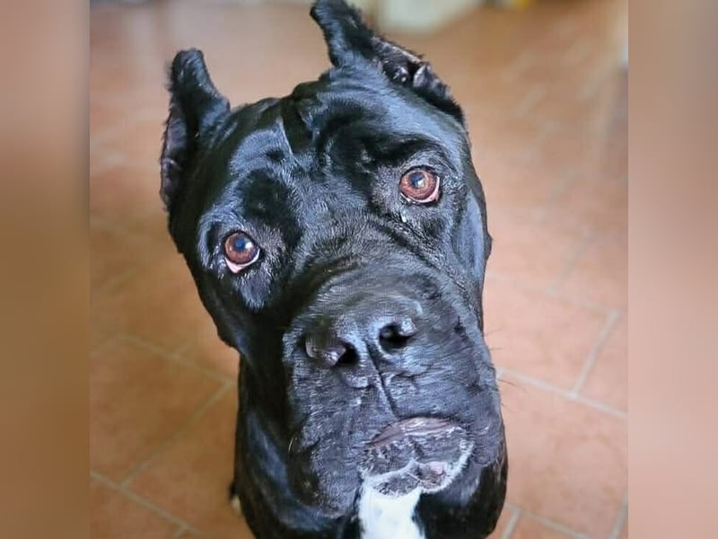 Johnny - schreckhaftes Kraftpaket