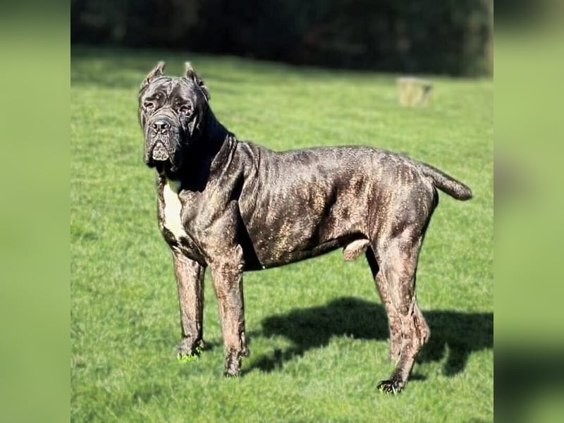 Johnny - schreckhaftes Kraftpaket