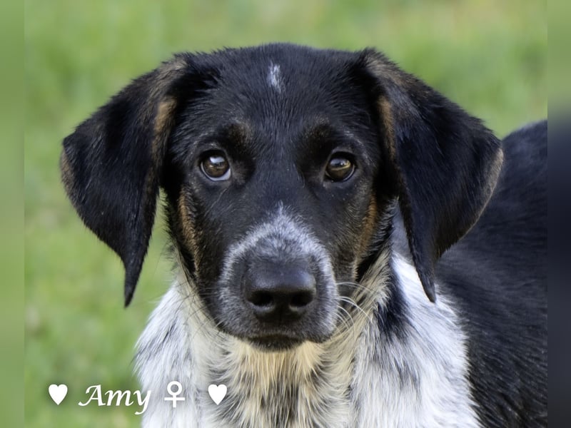 Die Welpen  Amy und ihre Brüder suchen ihre Familie