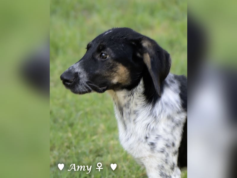 Die Welpen  Amy und ihre Brüder suchen ihre Familie