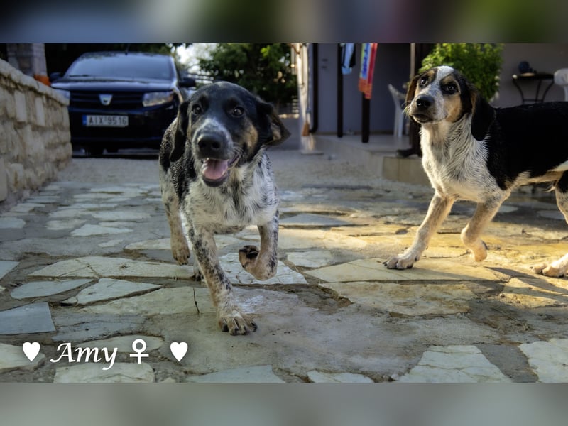 Die Welpen  Amy und ihre Brüder suchen ihre Familie