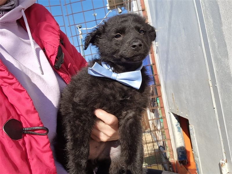 4 süße und sehr liebe, kleine Welpen