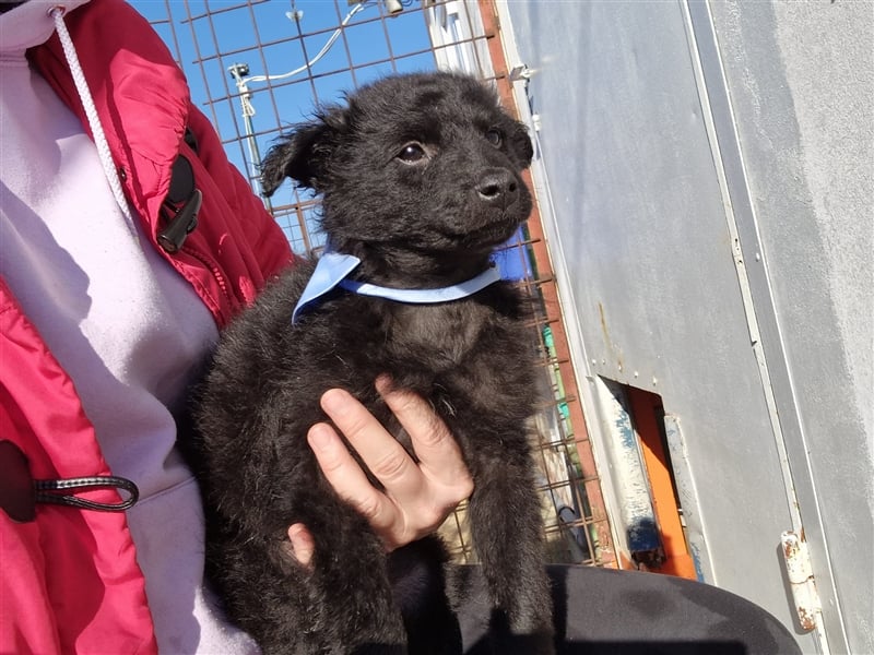 4 süße und sehr liebe, kleine Welpen