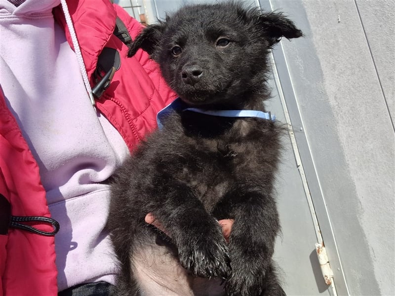 4 süße und sehr liebe, kleine Welpen