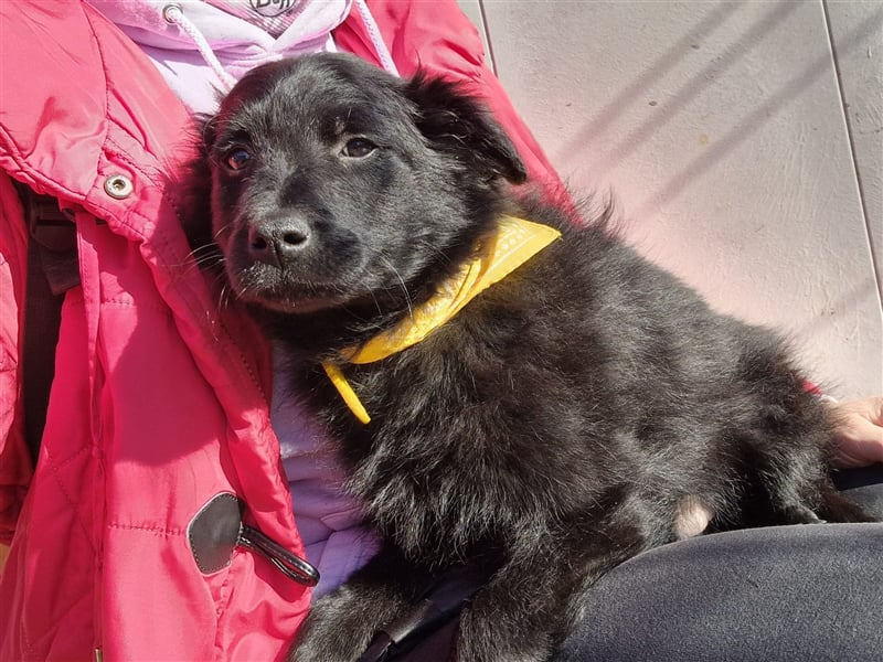 4 süße und sehr liebe, kleine Welpen