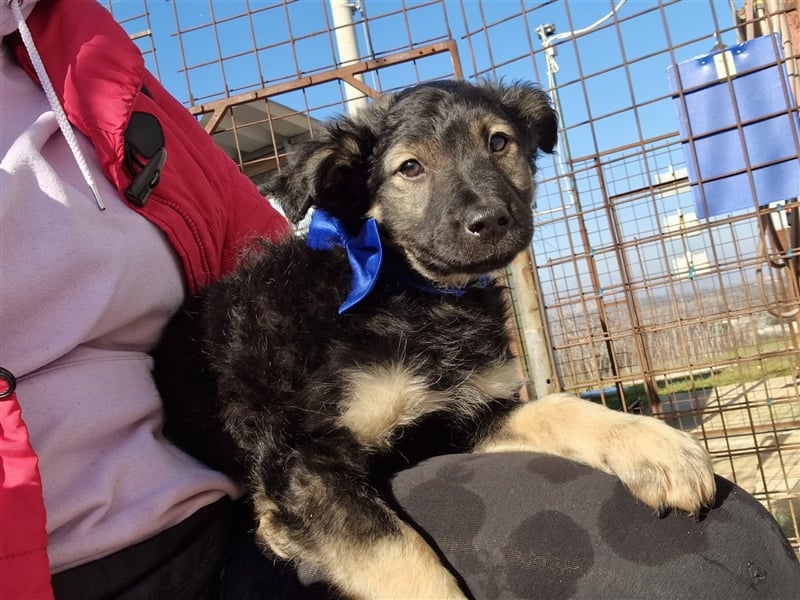 4 süße und sehr liebe, kleine Welpen