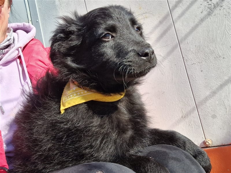 4 süße und sehr liebe, kleine Welpen