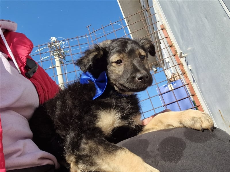 4 süße und sehr liebe, kleine Welpen