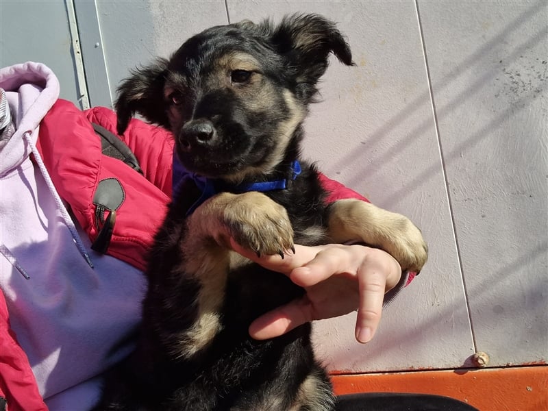 4 süße und sehr liebe, kleine Welpen