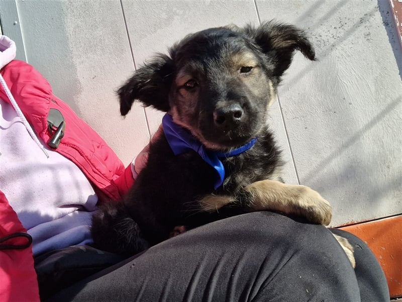 4 süße und sehr liebe, kleine Welpen