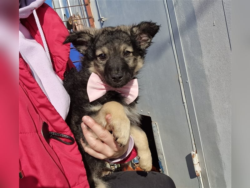 4 süße und sehr liebe, kleine Welpen