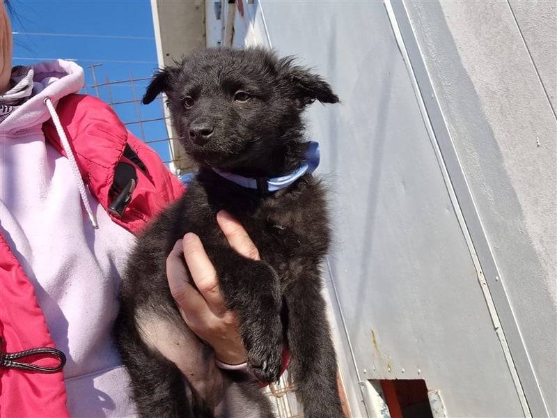 4 süße und sehr liebe, kleine Welpen