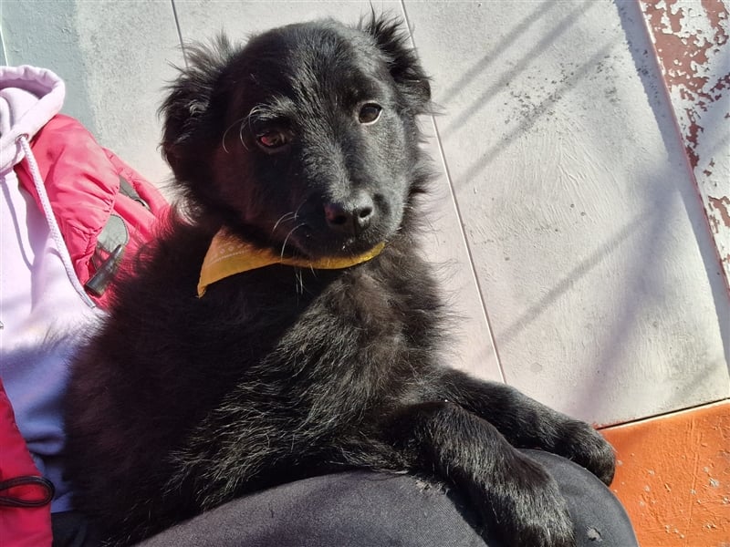 4 süße und sehr liebe, kleine Welpen