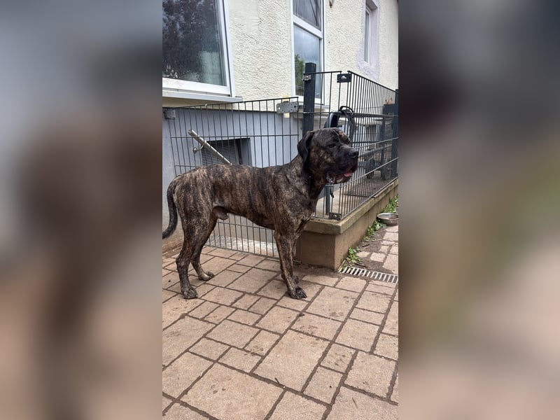 Presa Canario Rüde 1,5 Jahre