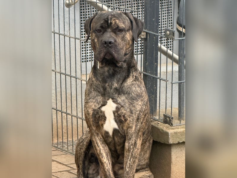 Presa Canario Rüde 1,5 Jahre