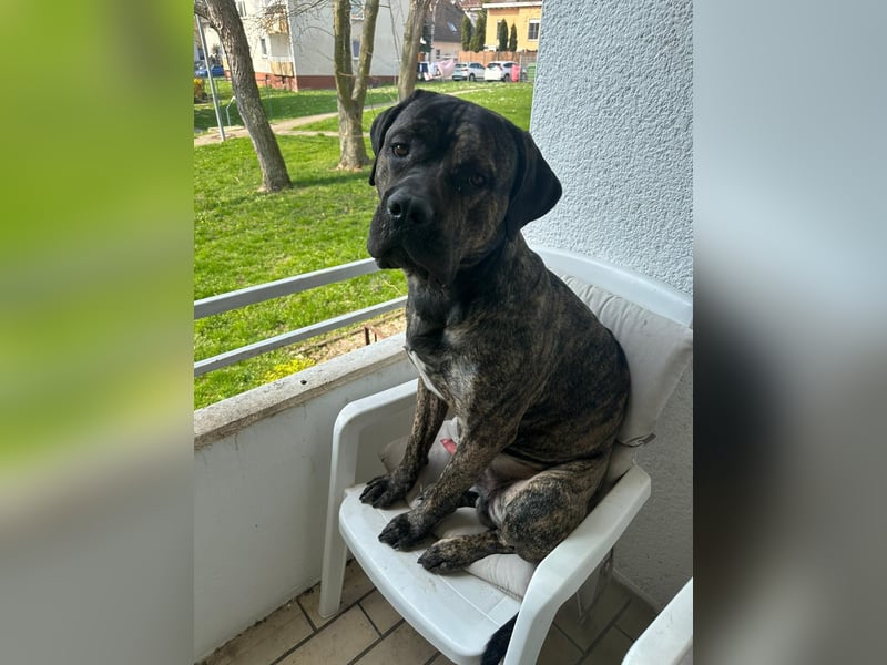 Presa Canario Rüde 1,5 Jahre