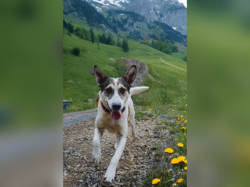 Eddy - sportlicher Rüde