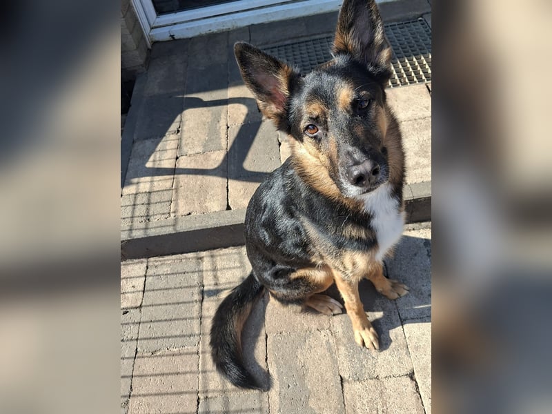 Schäferhund/Border mix 6/ 1/2 jahre