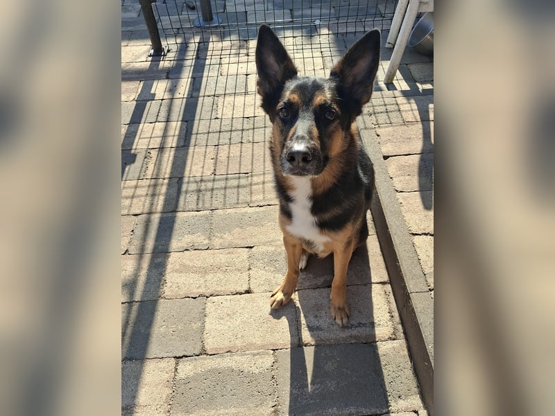 Schäferhund/Border mix 6/ 1/2 jahre