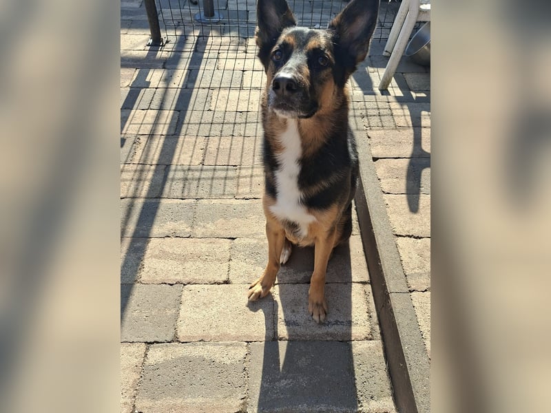 Schäferhund/Border mix 6/ 1/2 jahre
