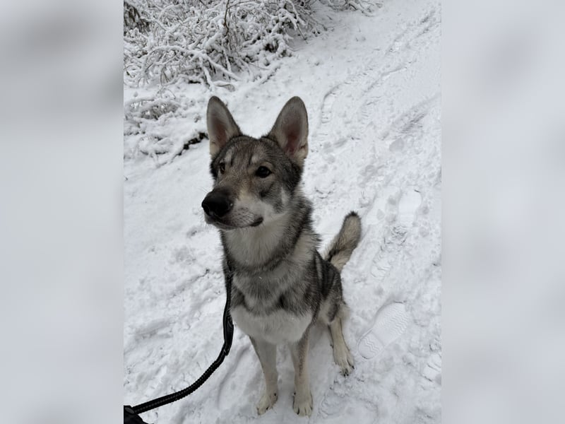 Valko sucht ein neues Zuhause