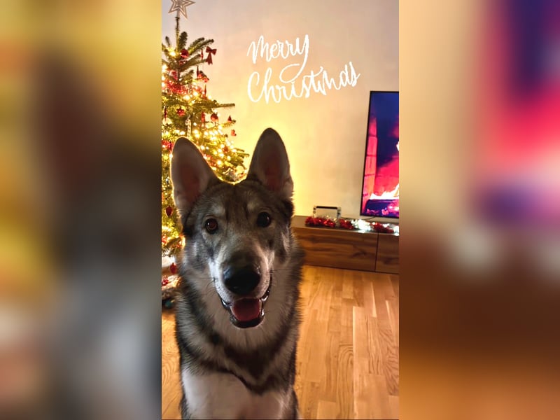 Valko sucht ein neues Zuhause