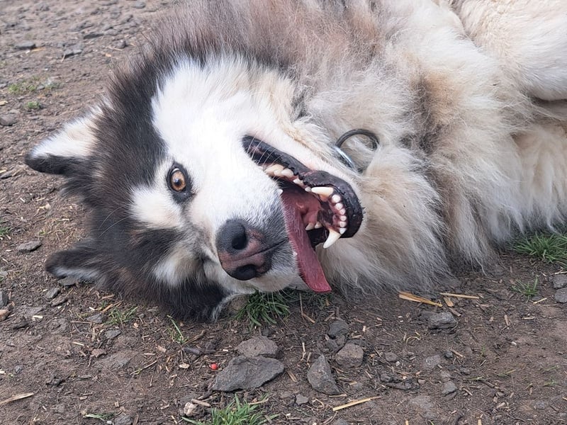 Logan ( * 02.2021 ) sucht seine Menschen