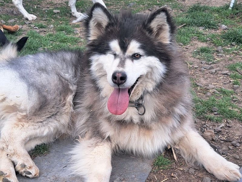 Logan ( * 02.2021 ) sucht seine Menschen