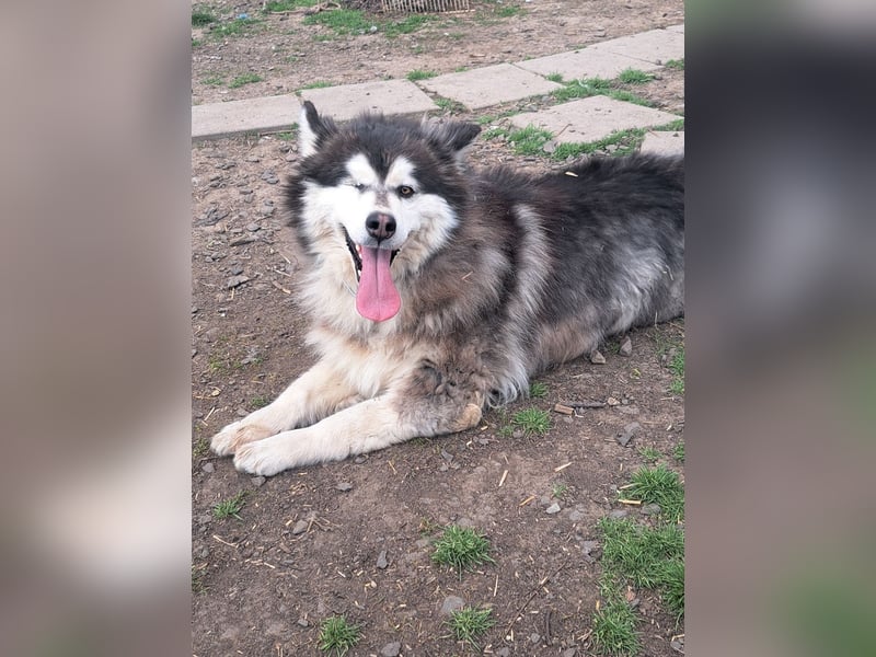 Logan ( * 02.2021 ) sucht seine Menschen