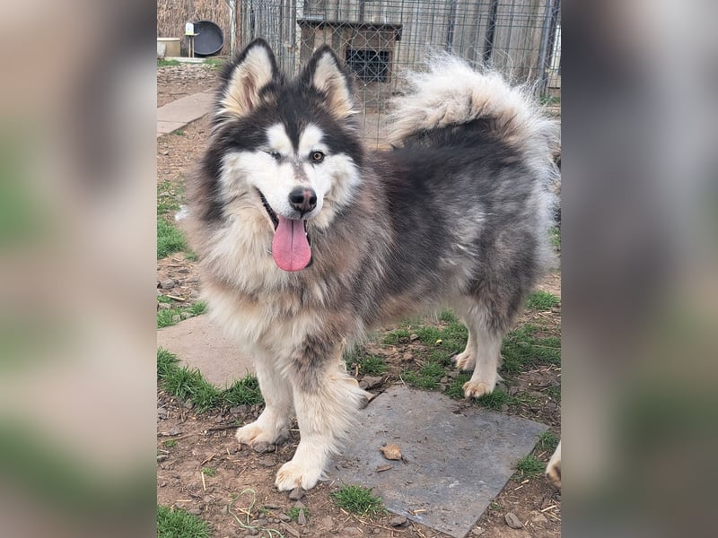 Logan ( * 02.2021 ) sucht seine Menschen