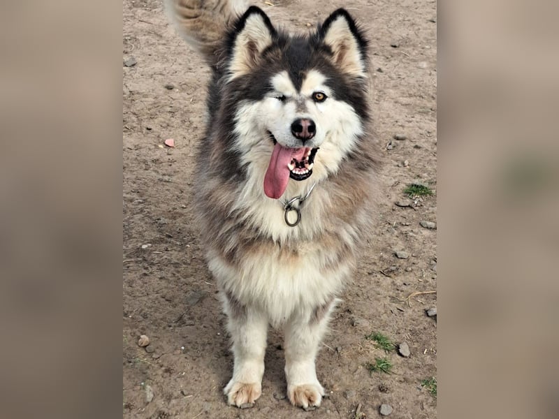 Logan ( * 02.2021 ) sucht seine Menschen