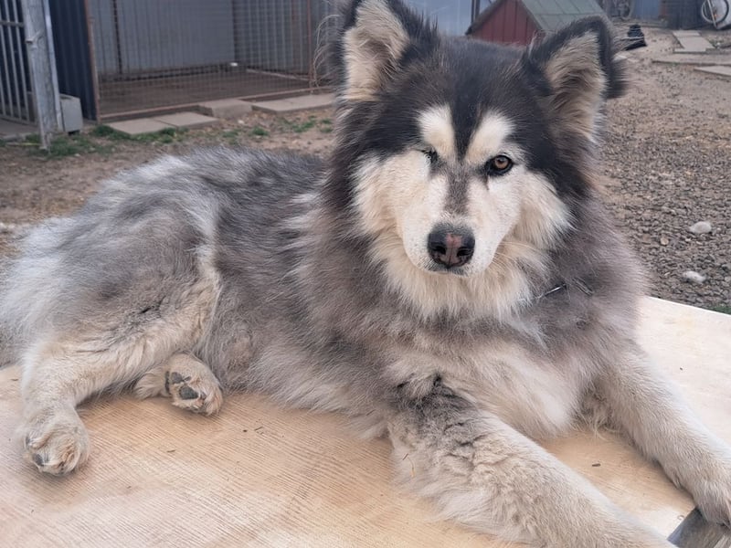 Logan ( * 02.2021 ) sucht seine Menschen