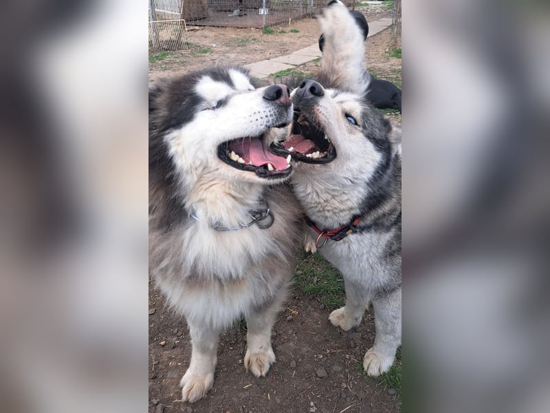 Logan ( * 02.2021 ) sucht seine Menschen